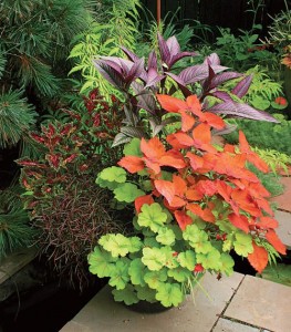 Mixed Foliage Container
