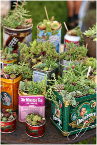 Succulents in Tins