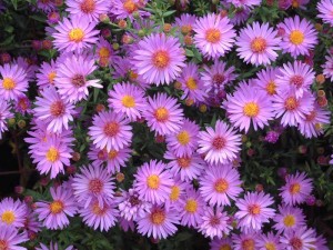 ASter