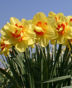 Tahiti Daffodil