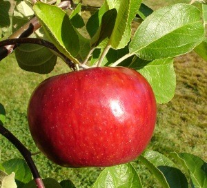 cortland apple
