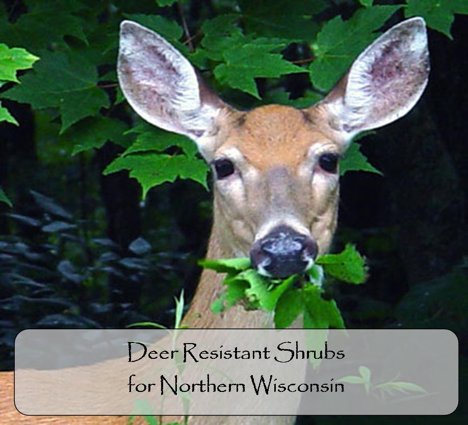 Deer Resistant Shrubs for Northern Wisconsin