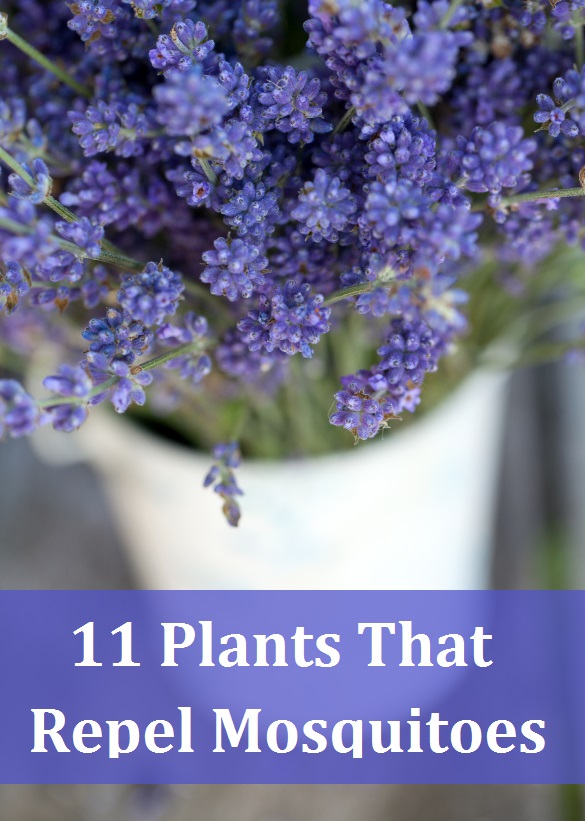 11 Plants that repel mosquitos